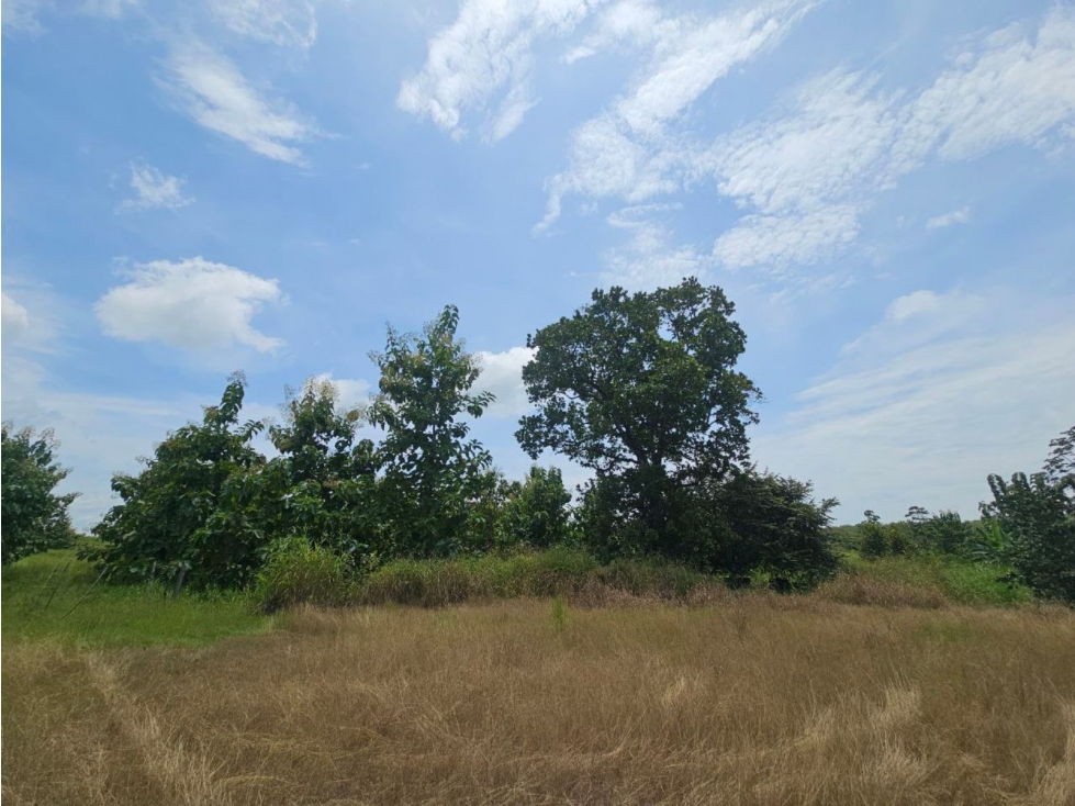 Se vende finca de 116 HAS para uso ganadero en Penonomé - 6