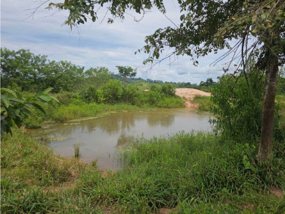 Se Vende Finca ganadera de 152 has en Darién - 6