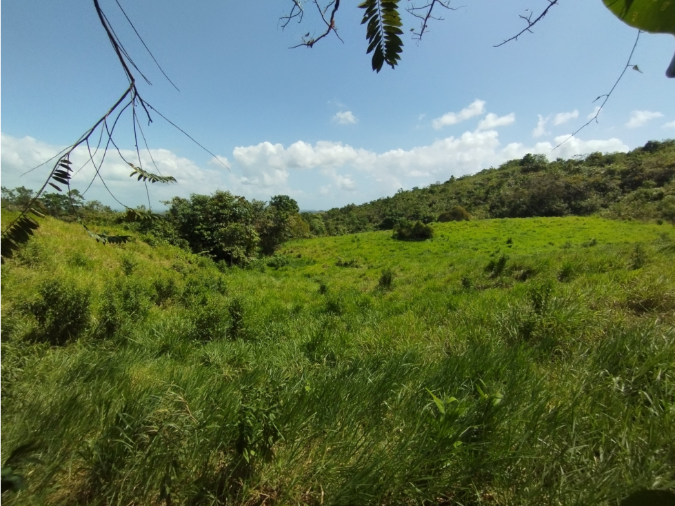 Se Vende Finca de 20.5 hectáreas en El Limite - Capira (DR) - 6