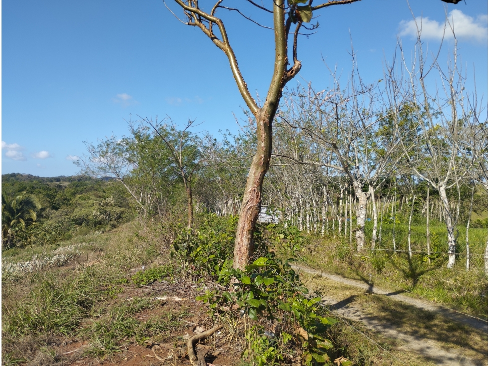Se Vende Finca de 25 Has Caimitillo La Chorrera (DR) - 6