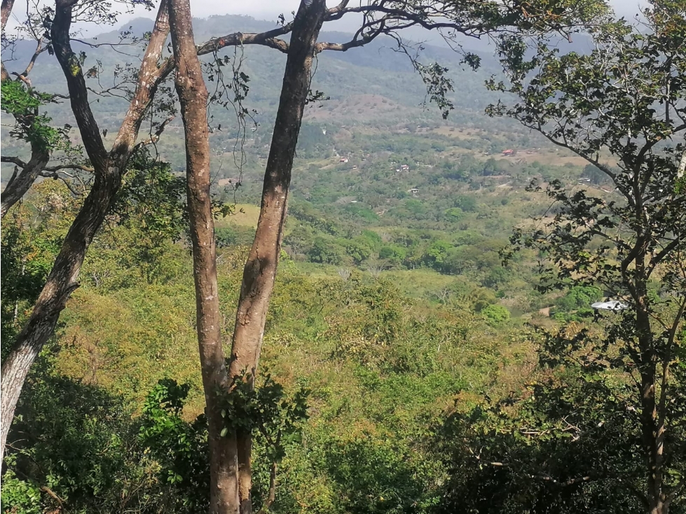 Se Vende Finca de 10 Has. en Sorá de Chame (H) - 4