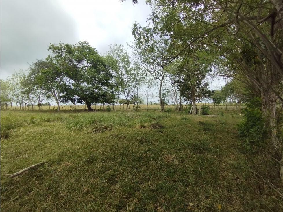 Se Vende Finca de 16 Has en Llanito Verde La Chorrera (DR) - 4