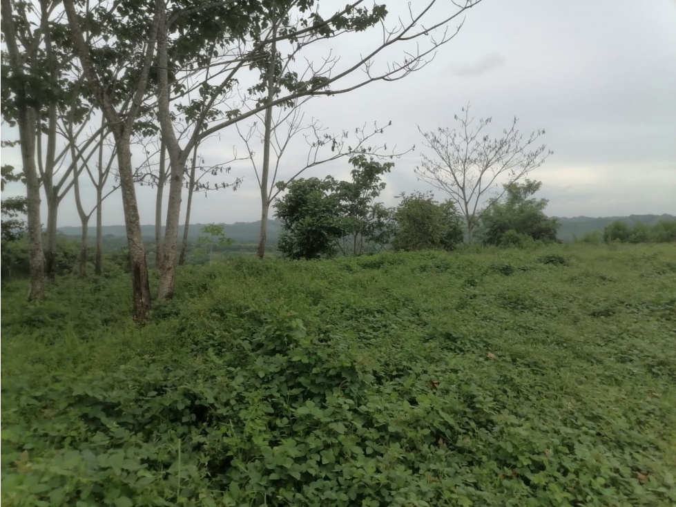 Terreno en venta 50 Has-Cañita de Chepo (BO) - 6