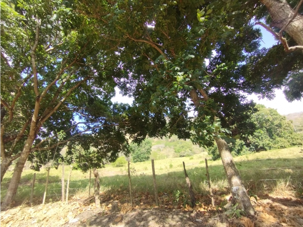 Se Vende Finca de 16 Has en Monte Oscuro La Chorrera (DR) - 6