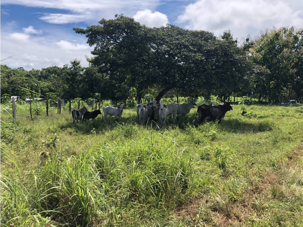 Terreno en venta de 12,907m2 en Montijo-Veraguas (DR) - 5