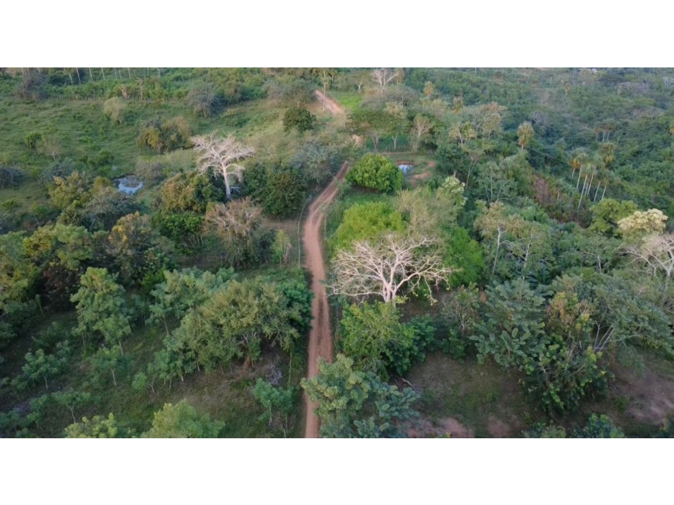 OPORTUNIDAD DE INVERSION FINCA PRODUCTIVA EN CIENAGA DE ORO 12Ha - 3