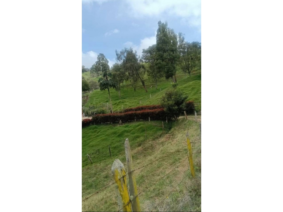 VENDO HERMOSA FINCA EN SAN PEDRO DE LOS MILAGROS — foto 4