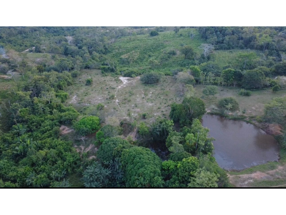 OPORTUNIDAD DE INVERSION FINCA PRODUCTIVA EN CIENAGA DE ORO 12Ha - 5