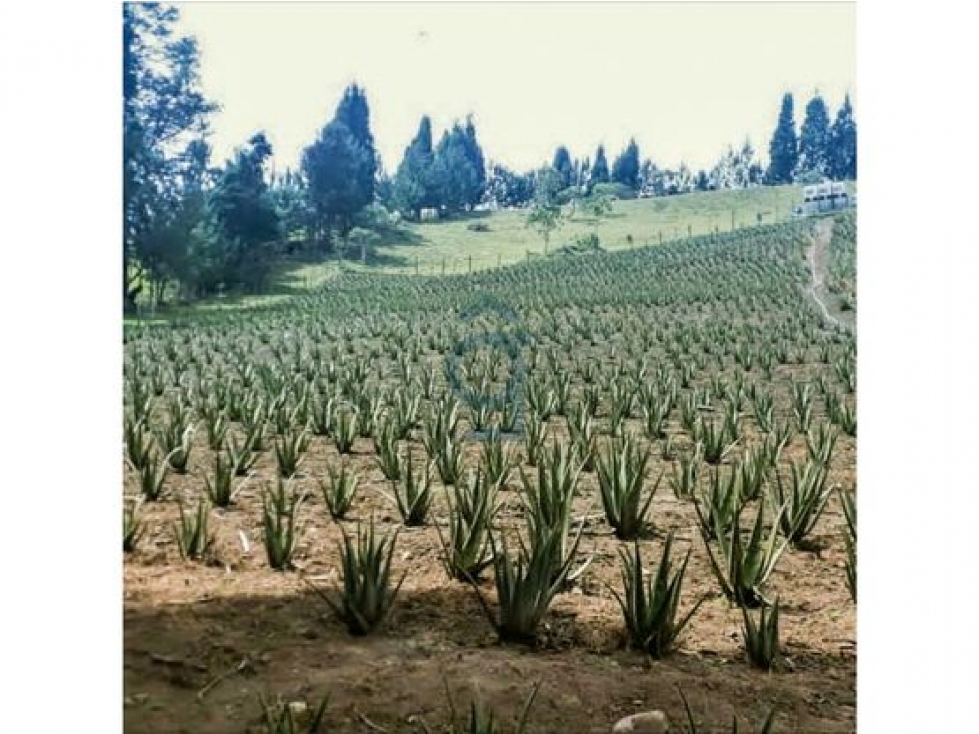 VENTA DE LOTE DE ALTA MIXTURA PARA CONSTRUCTORES EN GUARNE — foto 6