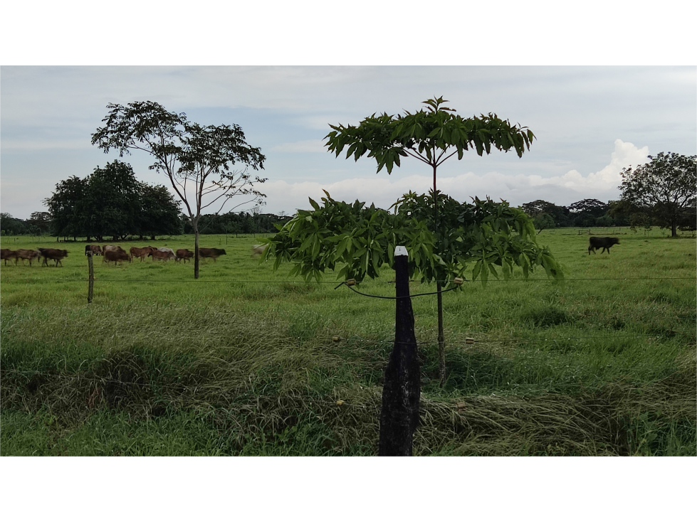 Vendo Finca para ganadería con excelentes pastos - cerca a Monteria — foto 5