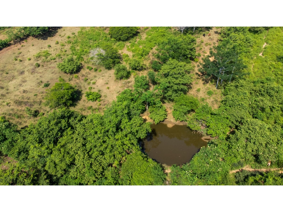 Finca en Venta.. San Jacinto Bolivar... Inversión y productividad - 3