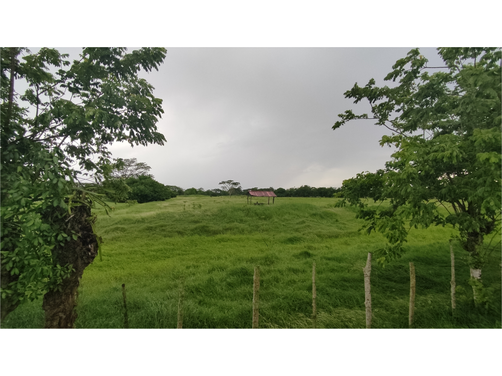 Vendo Finca para ganadería con excelentes pastos - cerca a Monteria — foto 2