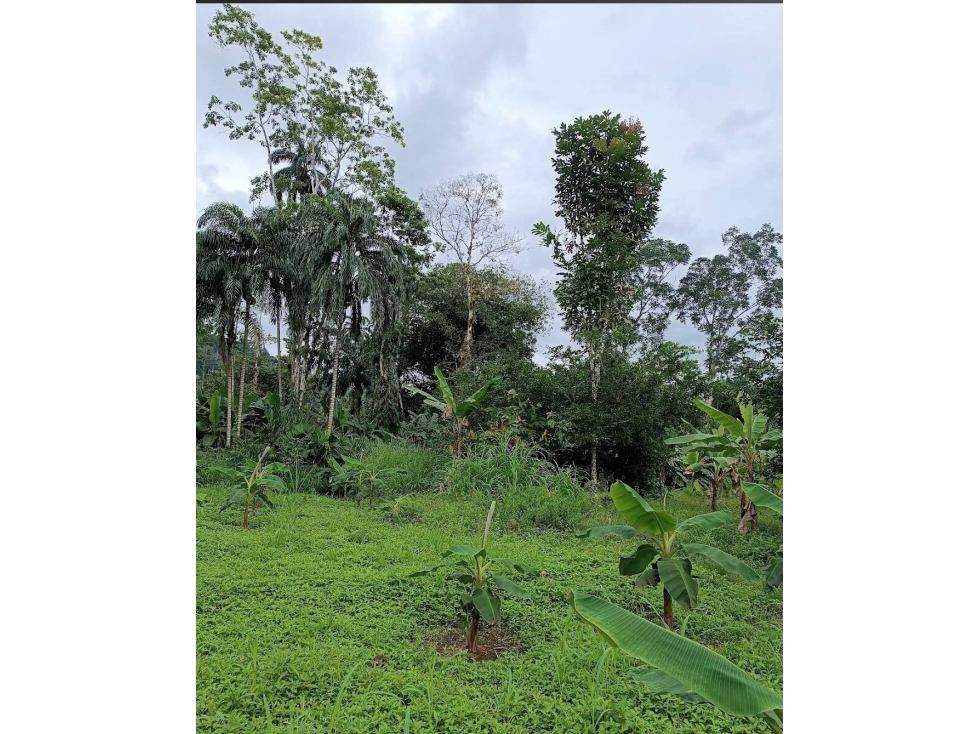 Se Venden 20 Hectáreas de Terreno en Río Oeste, Almirante - 4