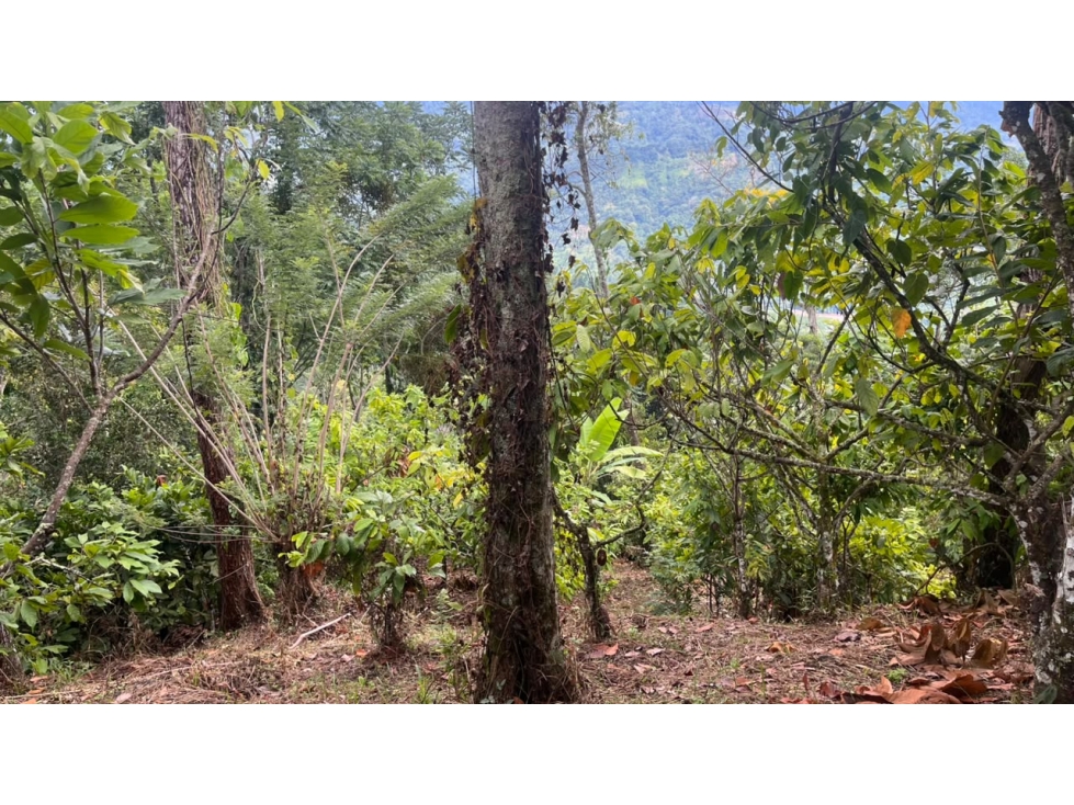 FINCA EN VENTA - SAN VICENTE DE CHUCURÍ VEREDA GUAYACAN LOS MEDIOS - 5