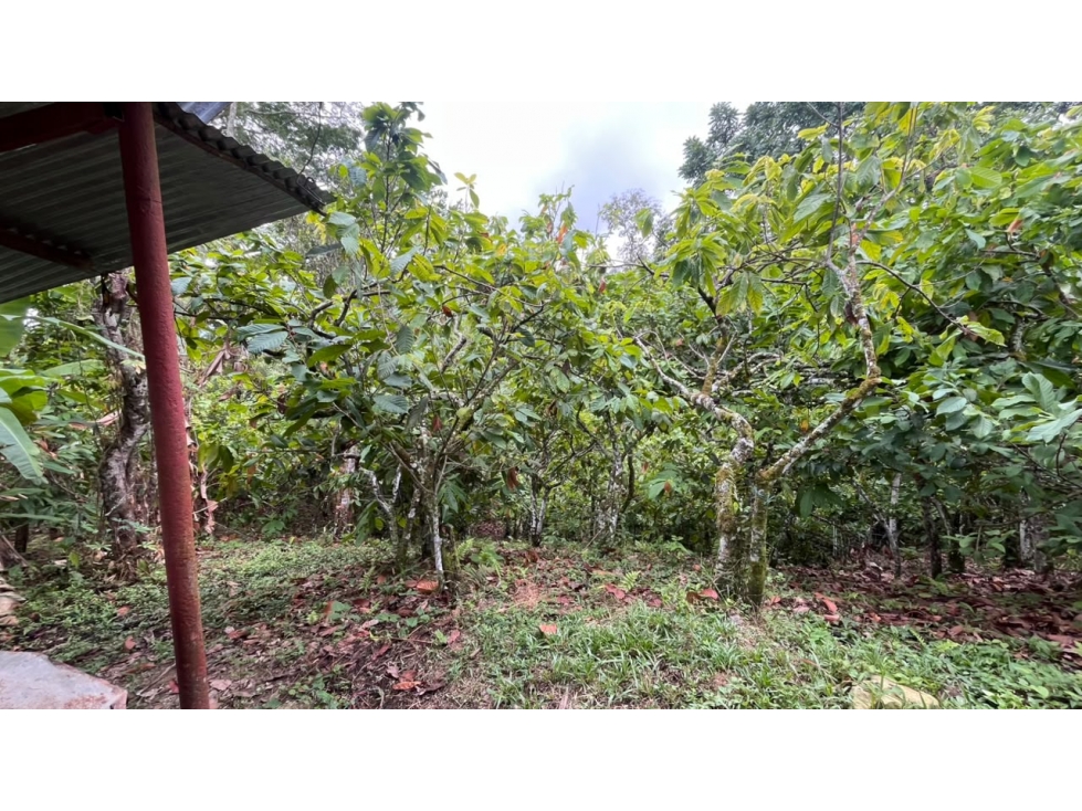 FINCA EN VENTA - SAN VICENTE DE CHUCURÍ VEREDA GUAYACAN LOS MEDIOS - 6