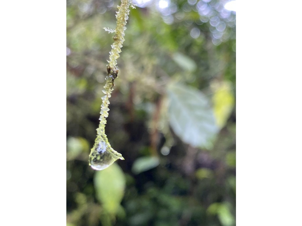 Se Vende Finca Ganadera, turismo o Bonos de Carbono - 3