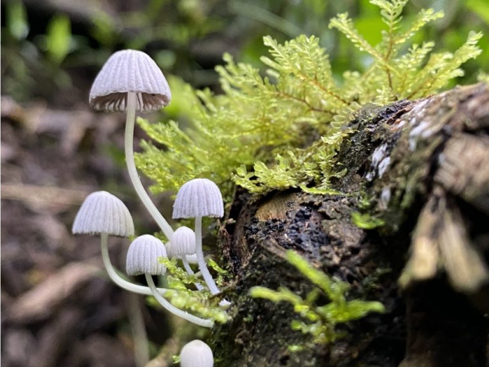Se Vende Finca Ganadera, turismo o Bonos de Carbono - 5