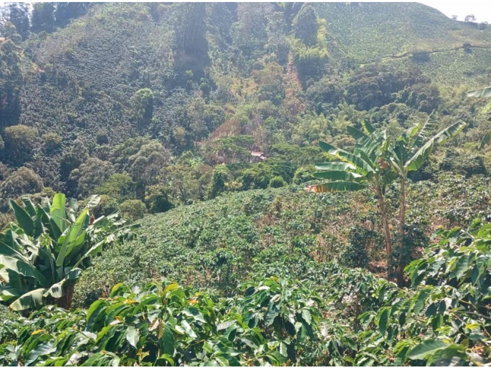 FINCA SANTUARIO — foto 3