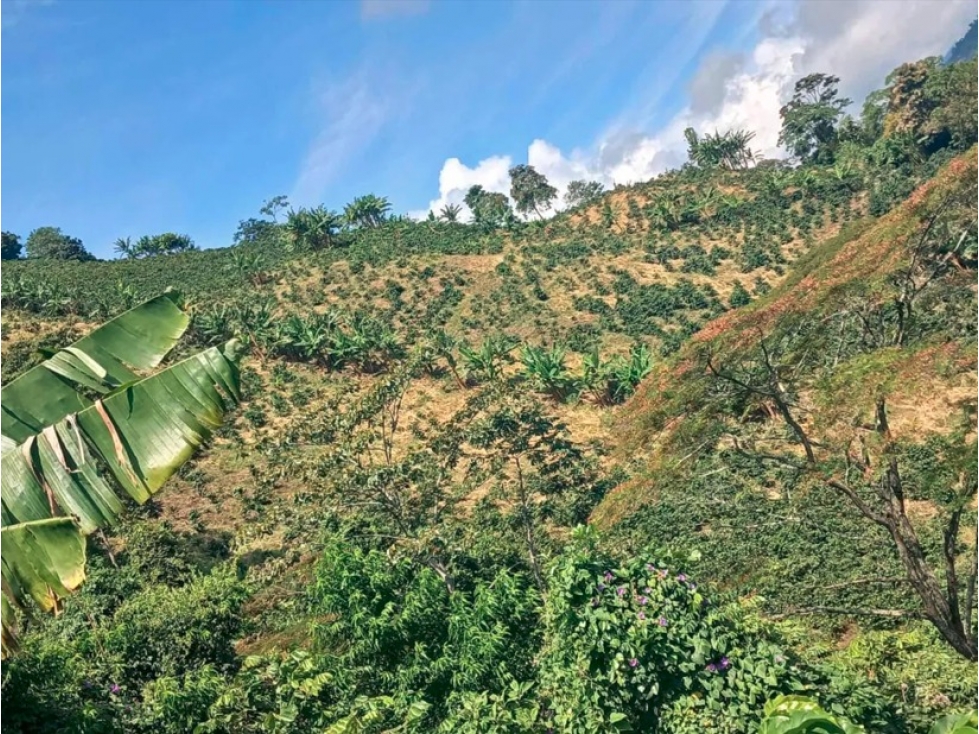 FINCA SANTUARIO — foto 4