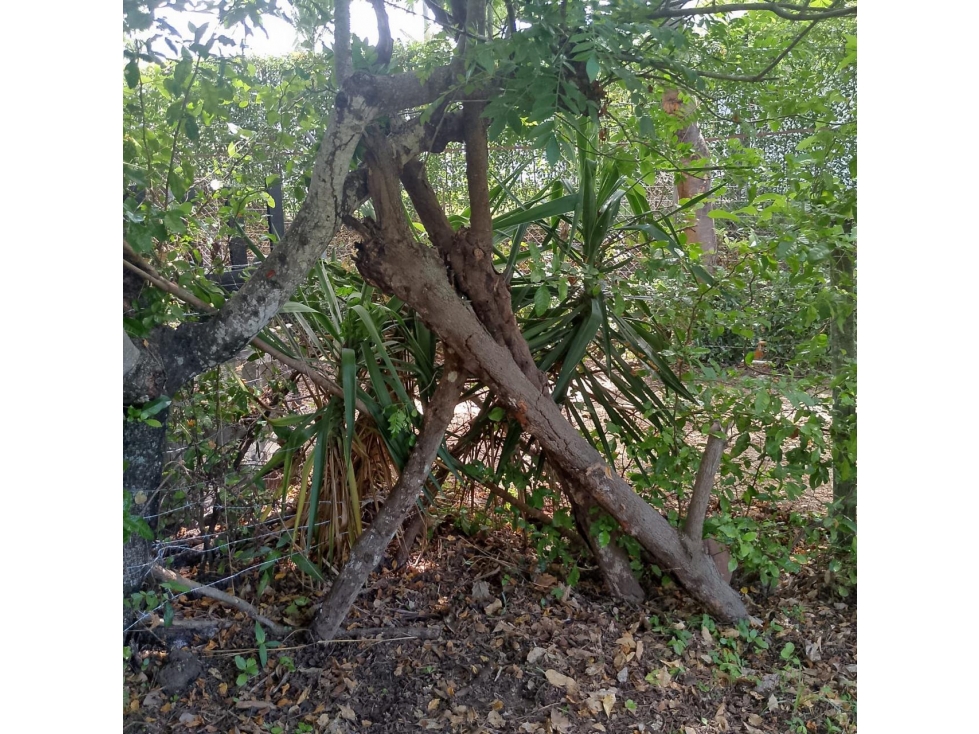 VENTA FINCA AGUA DE DIOS - 3