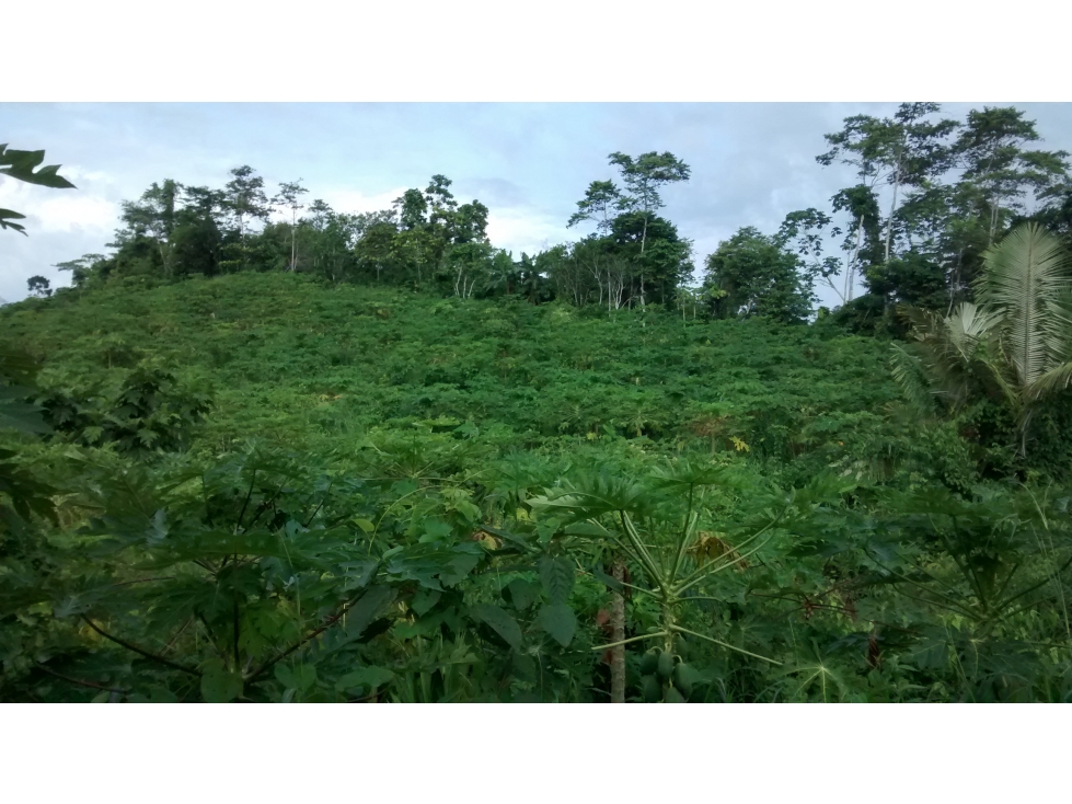 SE VENDE 6 LOTES RUSTICOS EN ZONA TURISTICA, YURIMAGUAS, LORETO - 1