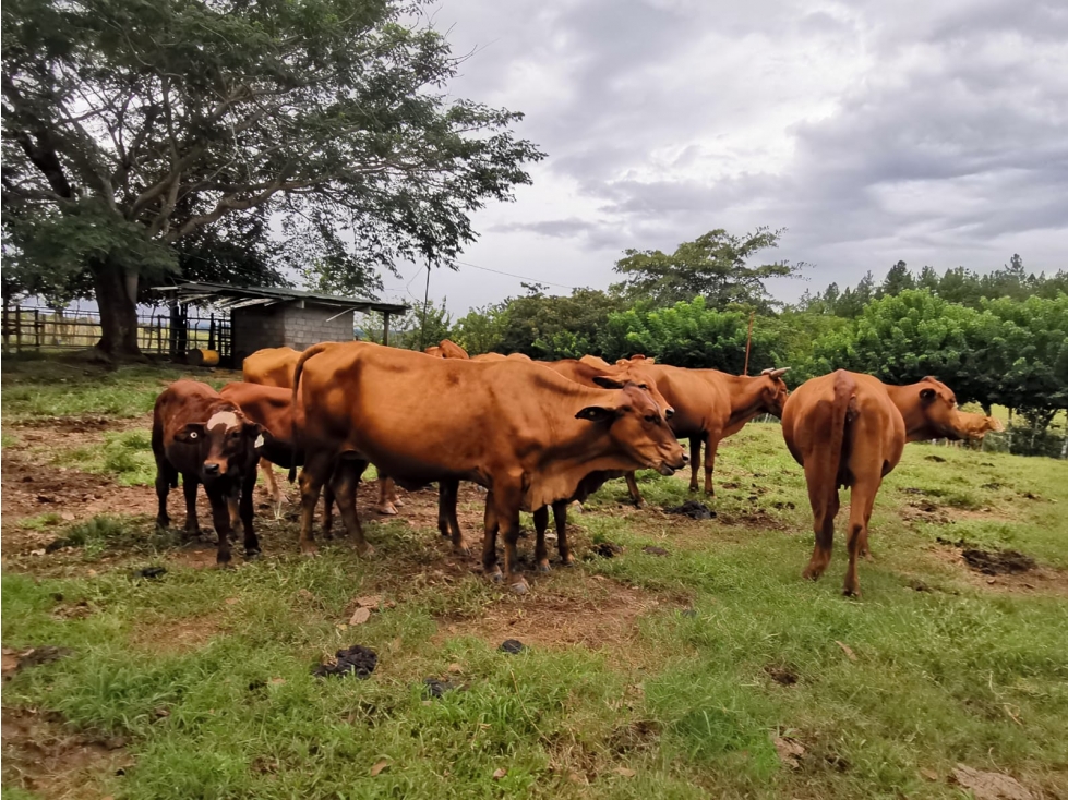 VENTA DE FINCA EN AGUADULCE CON CERTIFICACION AGROTURISTICA - 5