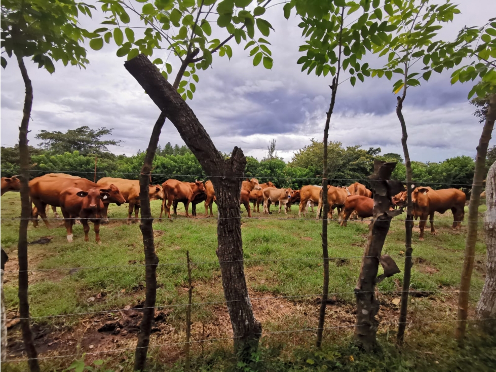 VENTA DE FINCA EN AGUADULCE CON CERTIFICACION AGROTURISTICA - 2