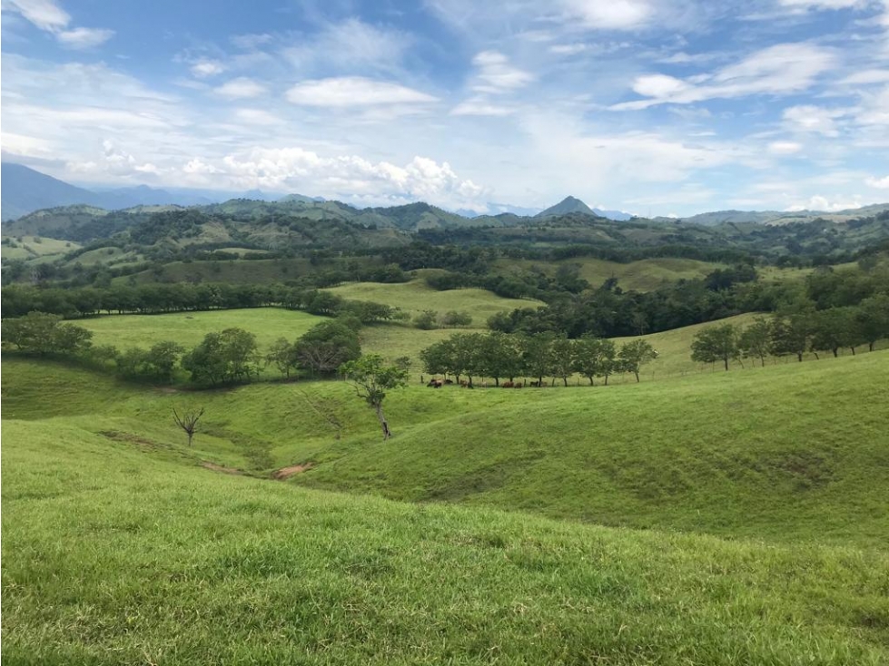 250 cuadra Cattle Farm between Manizales and Medellin