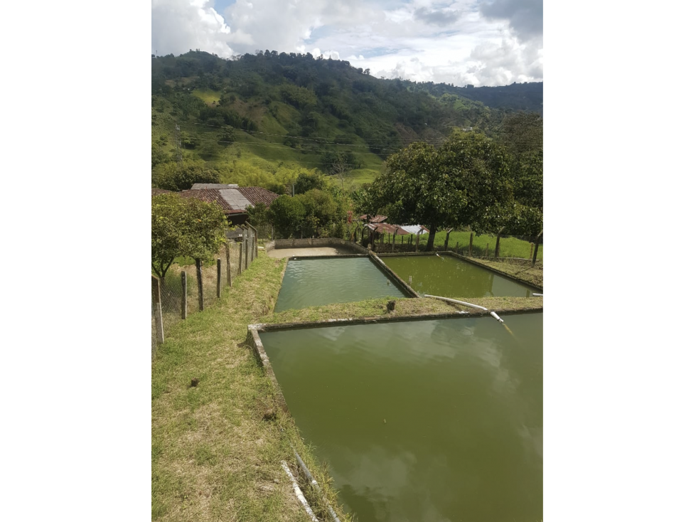 Mixed Use Farm near Manizales with Cacao ! Ask 325k — foto 2