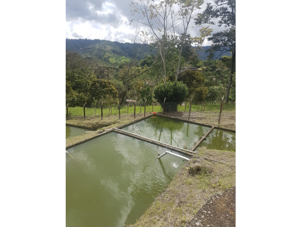 Mixed Use Farm near Manizales with Cacao ! Ask 325k — foto 3