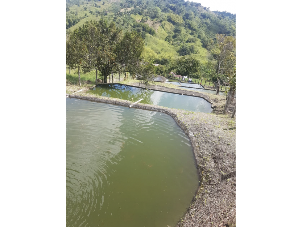 Mixed Use Farm near Manizales with Cacao ! Ask 325k — foto 4
