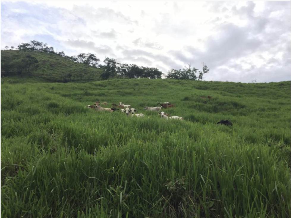 Your Dream Ranch Awaits ... 429 ha. $14,740 milliones — foto 4
