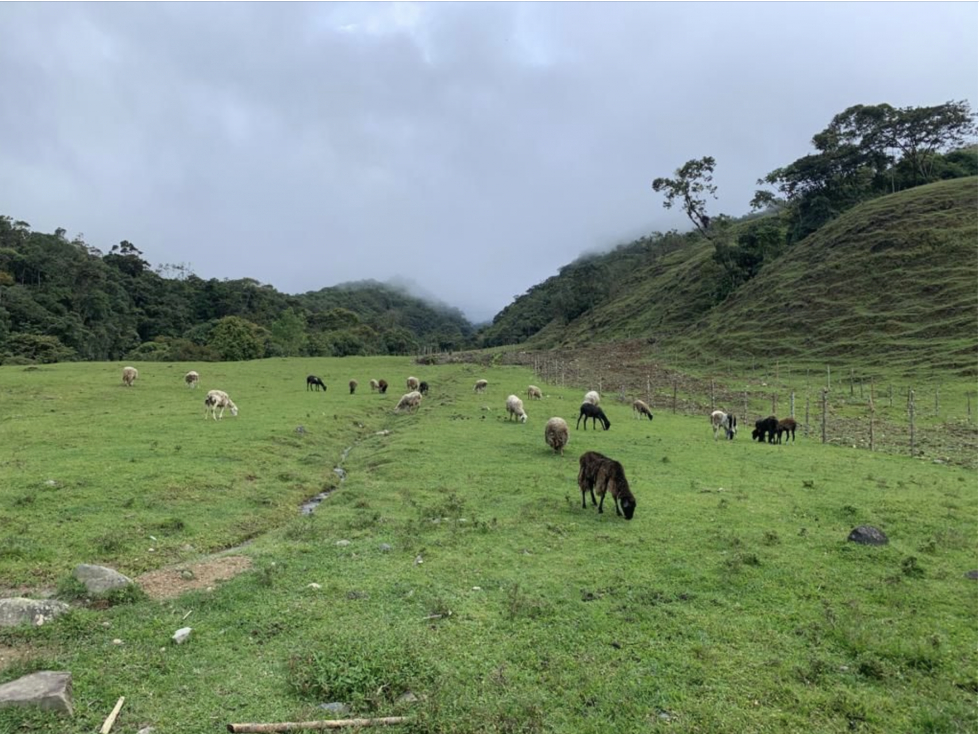 400 cuadras 1 hour from Pereira - 5