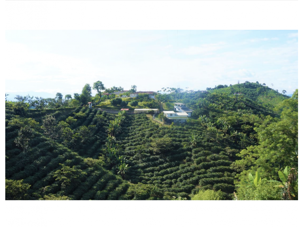 Coffee and Plantain Farm near Manizales — foto 4
