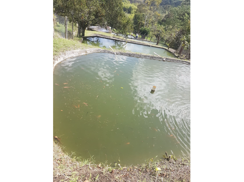 Mixed Use Farm near Manizales with Cacao ! Ask 325k — foto 5