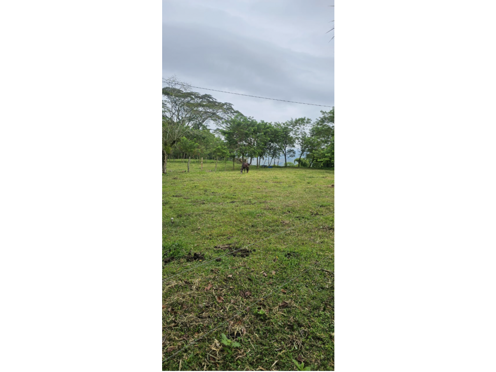 Cattle ranch in Filadelfia 93 cuadras $1,395 milliones - 4