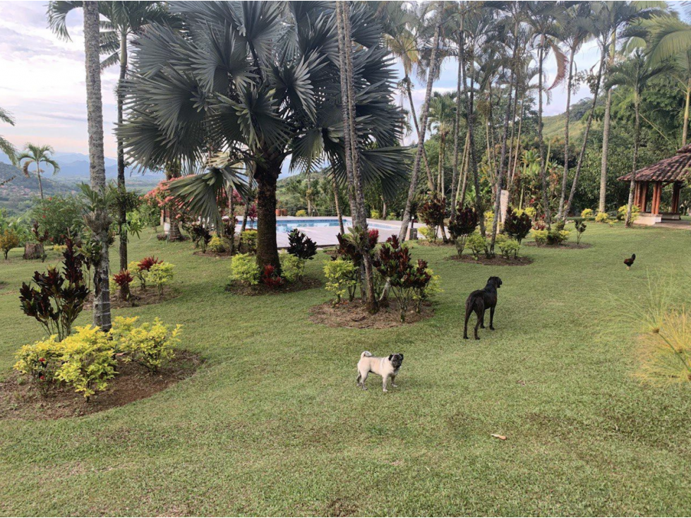 Gorgeous Finca 2.76 ha with 3 houses - 4