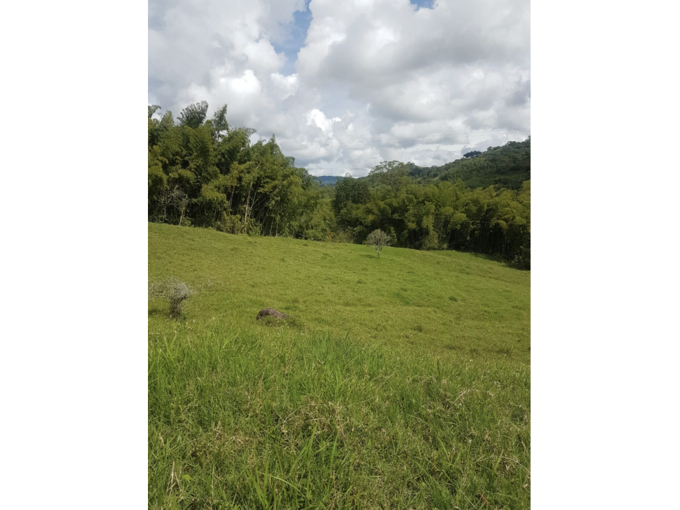 Mixed Use Farm near Manizales with Cacao ! Ask 325k — foto 6