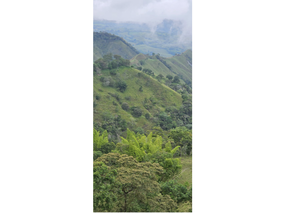 Cattle ranch in Filadelfia 93 cuadras $1,395 milliones - 5