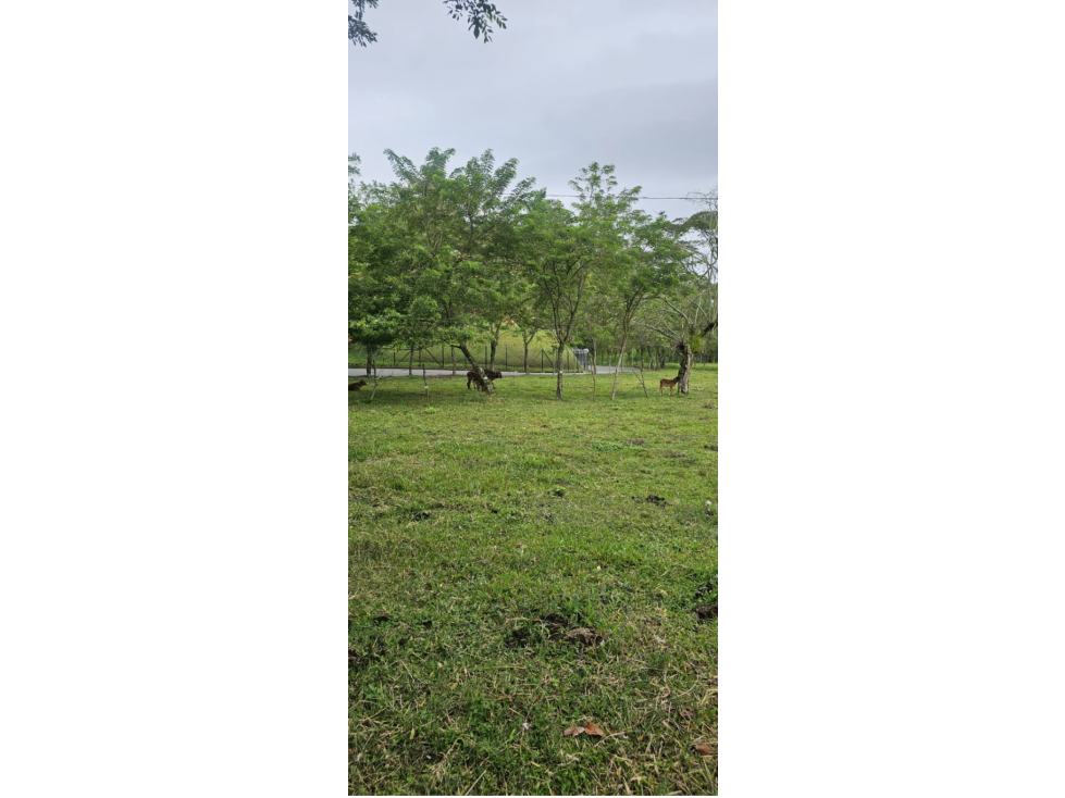 Cattle ranch in Filadelfia 93 cuadras $1,395 milliones - 6