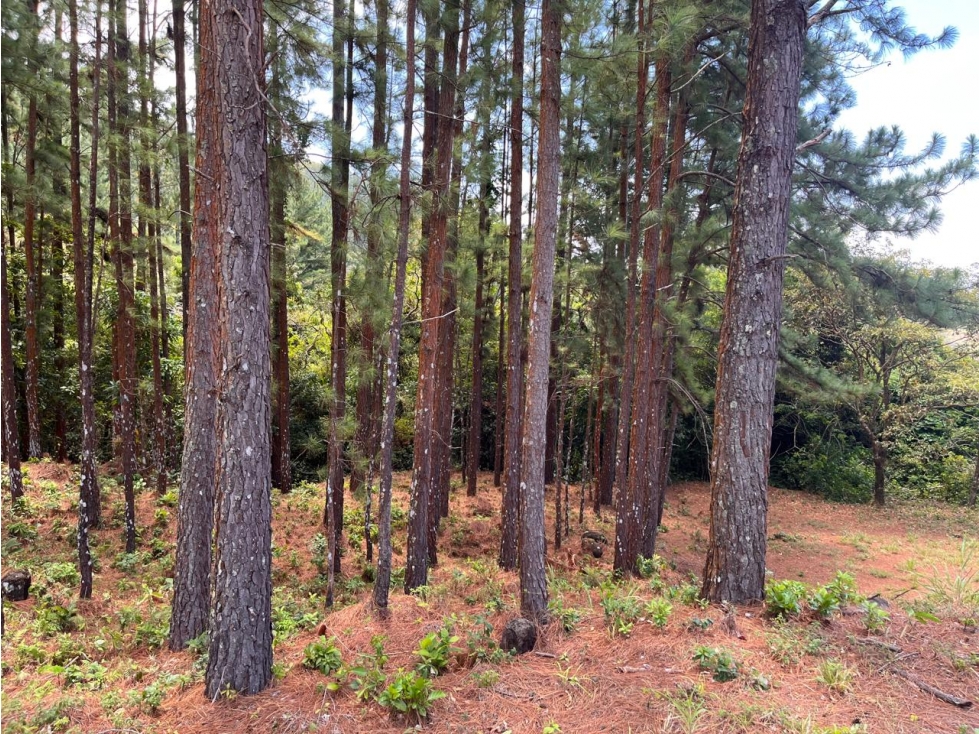 Lote en Venta Valle de la Toscana, Altos del María