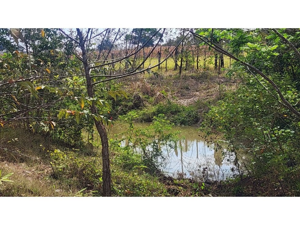 Venta de Terreno en Las Tablas Pocrí/Parritilla 15.5 Hectáreas - 5