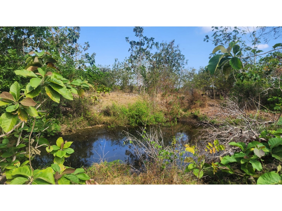 Venta de Terreno en Las Tablas Pocrí/Parritilla 15.5 Hectáreas - 1