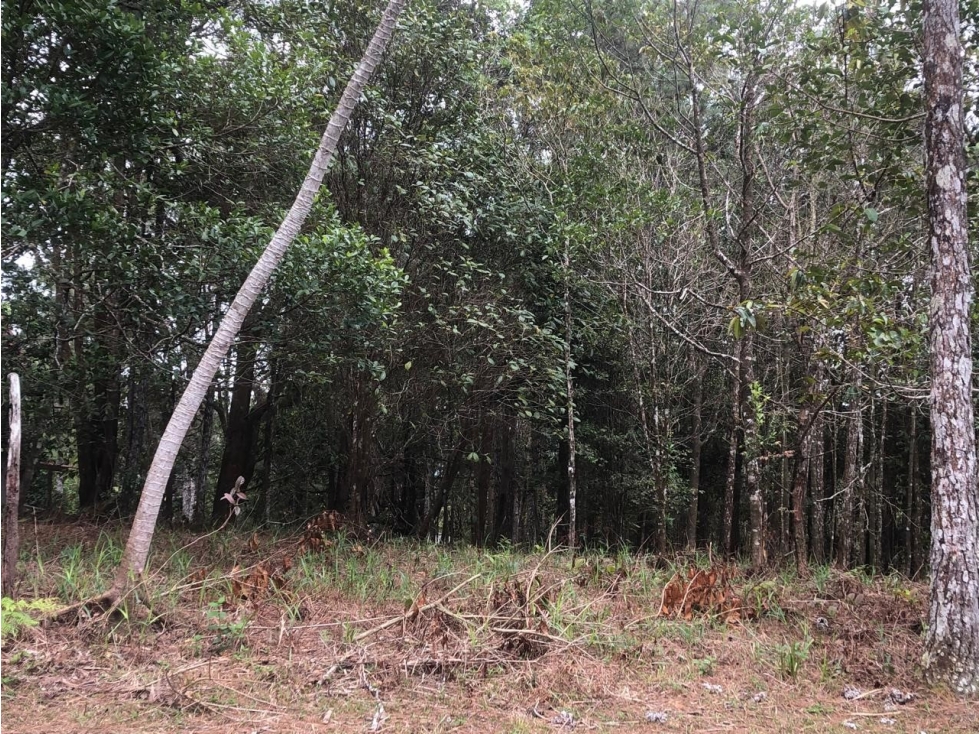VENTA DE LOTE - TERRENO CERRO AZUL — foto 3