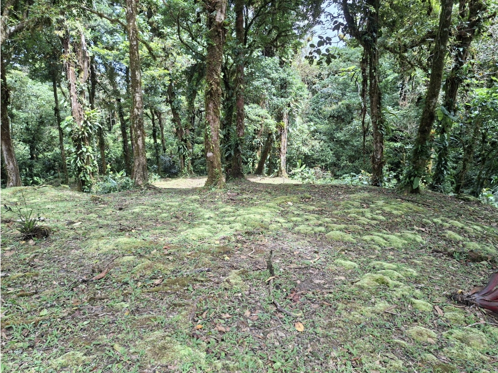 SE VENDE TERRENO DE MONTAÑA EN ALTOS DEL MARIA — foto 3
