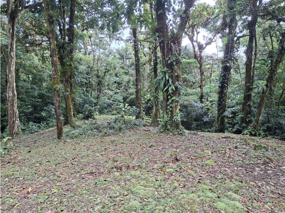 SE VENDE TERRENO DE MONTAÑA EN ALTOS DEL MARIA — foto 4