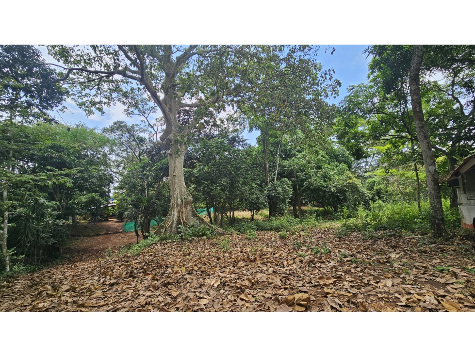 Venta de 2.4 Hectáreas en Las Mendozas, La Chorrera - 6