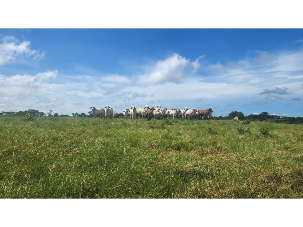 Venta de Terreno en Chorrera , Las Yayas Adentro, (7.5 hectáreas)