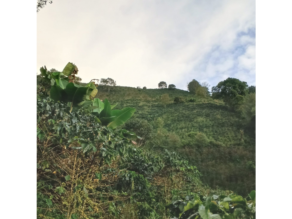VENTA FINCA CAFETERA EN BETANIA, VEREDA TRAVESIAS — foto 6