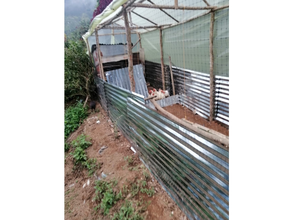 VENTA FINCA EN CONCORDIA, VEREDA BURGOS - 4